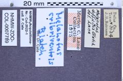 Etikette zu Melanotus cribriventris (Blatchley, 1910) (NHMW-ZOO-COL-0007789)